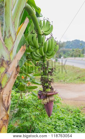 Green Banana On Banana Tree