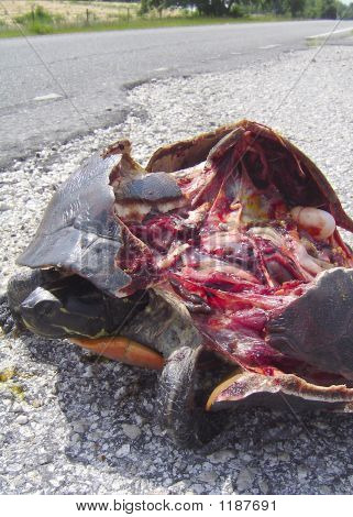 Roadkill 4