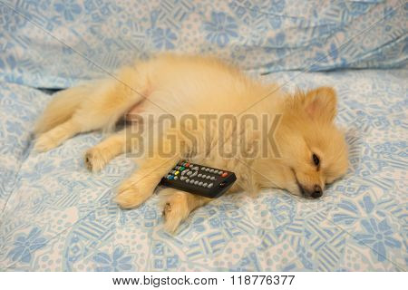 Cute Dog Fell Asleep Because Tv Is Boring