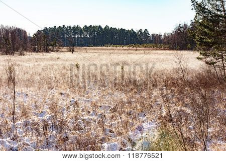 Cold Grass