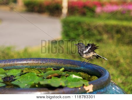 Oriental Magpie-robin Bird Flap Wings