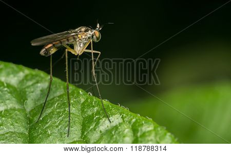A Macro photo of a Dolichopodidae fly, insect
