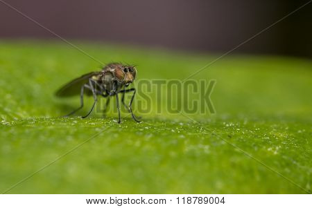 A Macro photo of a Dolichopodidae fly, insect