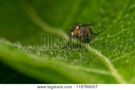 A Macro photo of a Dolichopodidae fly, insect