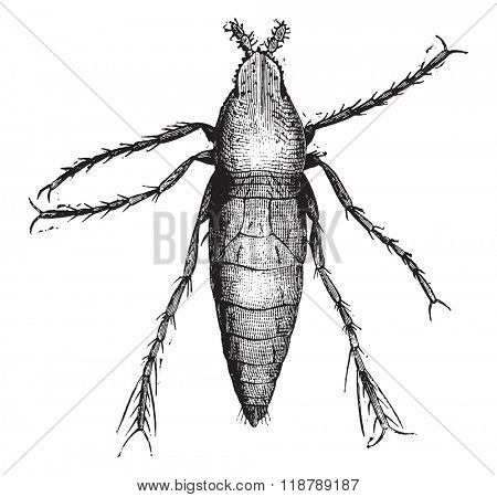 Chiggers male, magnified 50 times, vintage engraved illustration. Magasin Pittoresque 1873.