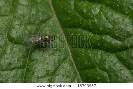 A Macro photo of a Dolichopodidae fly, insect