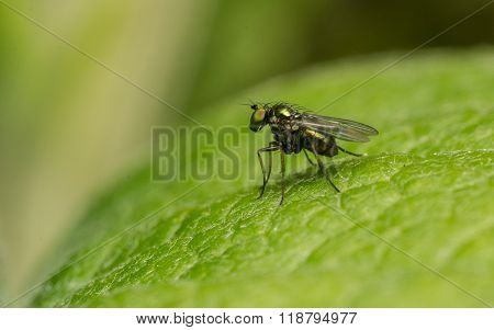 A Macro photo of a Dolichopodidae fly, insect