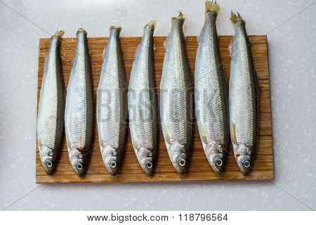 smelt fishes on white background