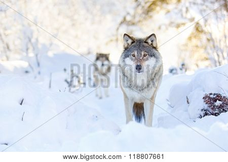 Two wolves in cold winter forest
