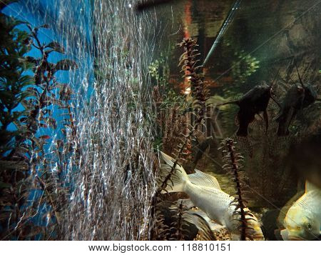 Air bubbles in the aquarium