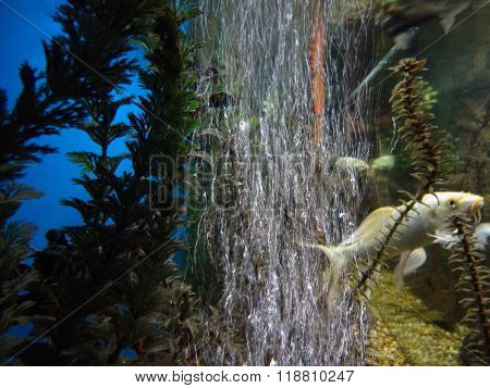 Air bubbles in the aquarium