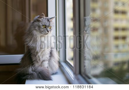 Beautiful grey cat sitting on windowsill and looking to a window