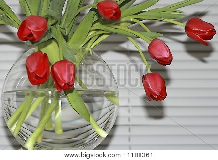 Tulipány