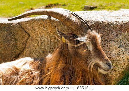 Mountain Male Goat - Italian Alps