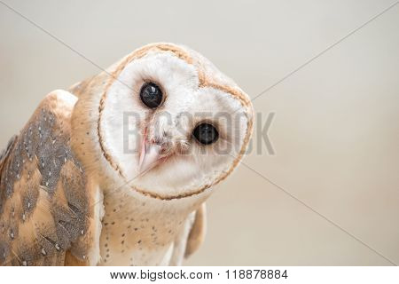 Common Barn Owl ( Tyto Albahead ) Close Up