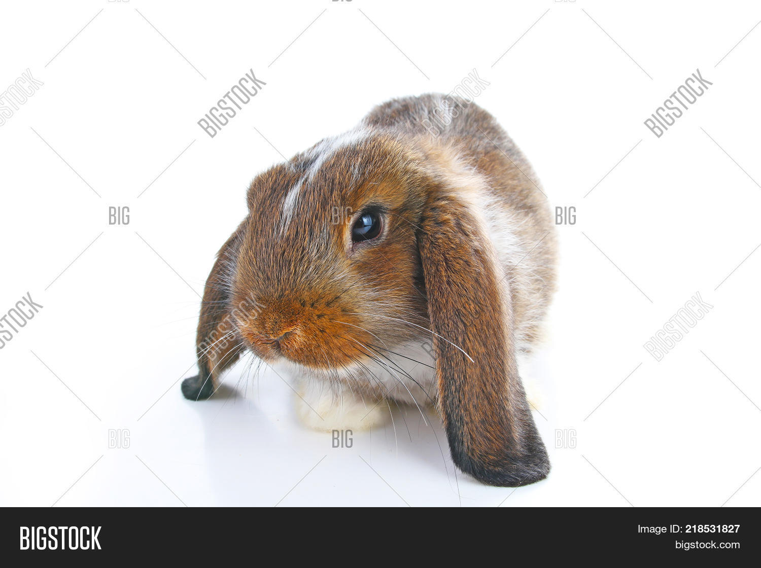 Agouti Rabbit. Baby Image & Photo (Free Trial) | Bigstock