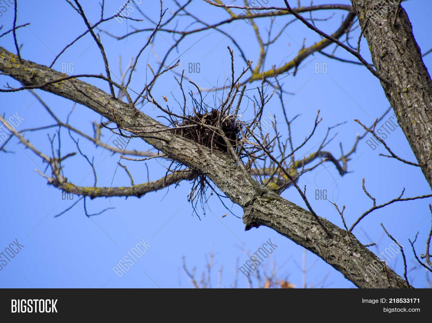 Nests Crows On High Image & Photo (Free Trial) Bigstock