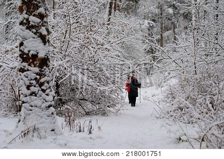Health-improving walk at the winter forest. In the background two eldery ladies walking to the winter forest