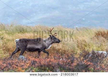 Brown reindeer walking in mountains - finmark