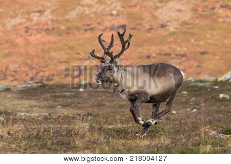 Running reindeer looking for santaclaus with a bell on the neck