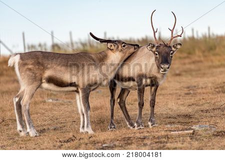 Two reindeer  - mother with child - family close together