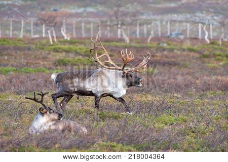 Two reindeer - male and female - north Norway