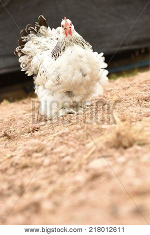 Giant chicken Brahma standing on ground in Farm area