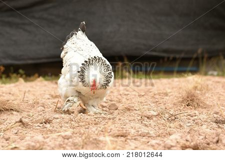 Giant chicken Brahma standing on ground in Farm area
