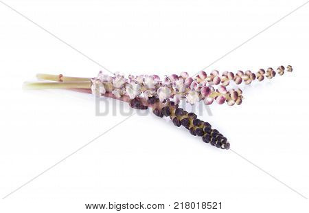 Native edible flower (Chlorophytum umdulatum Wall) of Thailand on white background