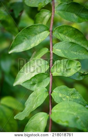 close up Wrightia religiosa tree in nature garden