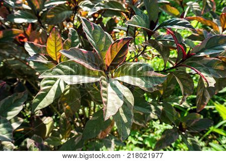 fresh green Pseuderanthemum atropurpureum plant in nature garden
