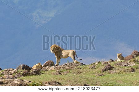 Male Lion with female (scientific name: Panthera leo, or 