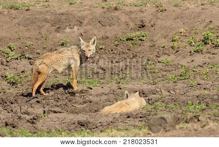 Close-up of pair of Golden Jackal (scientific name: canis aureus, or 