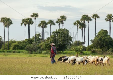 Bagan, Myanmar - October 12, 2016: Burmese herder leads goat herd in field Burma