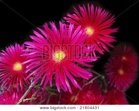 Fialové květy