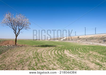 An almond tree in blossom in an agricultural landscape in Toledo Province, Spain.