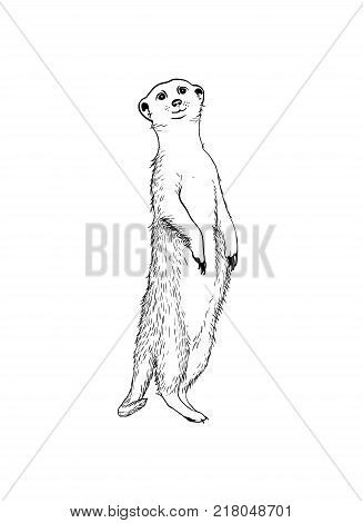 Standing meerkat (surikat). Vector hand drawn illustration