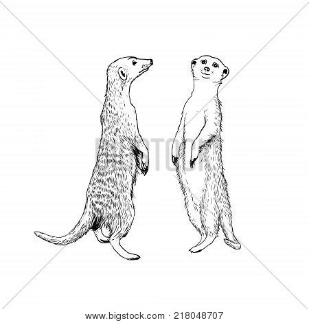 Two standing meerkats (surikat). Vector hand drawn illustration