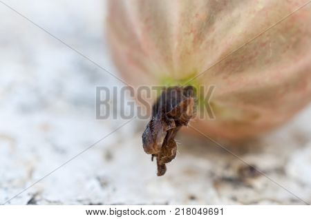 Closeup of pink gooseberry. Selective focus. A great approximation.