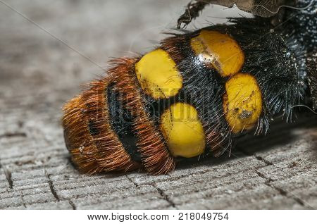 Photo shows a closeup of a hornet tail. Selective focus