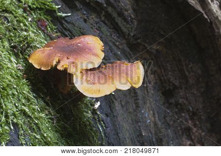 Gymnopilus picreus mushrooms on an old stump with a green moss close up