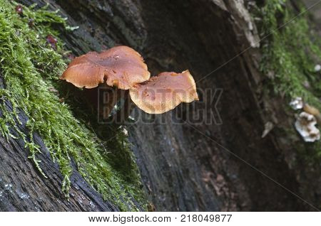 Gymnopilus picreus mushrooms on an old stump with a green moss close up
