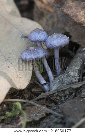 Entoloma sp in a forest close up shot local focus