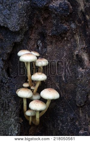 Hypholoma lateritium or brick cap is considered inedible in Europe and edible in USA and Japan