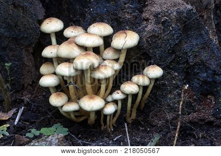 Hypholoma lateritium or brick cap is considered inedible in Europe and edible in USA and Japan