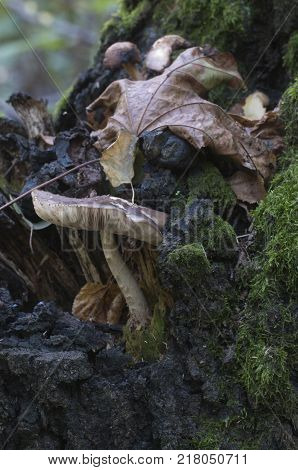 Deer Mushroom (Pluteus cervinus) in a forest close up