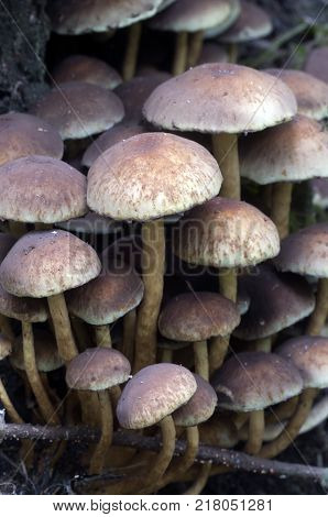 Hypholoma lateritium or brick cap is considered inedible in Europe and edible in USA and Japan