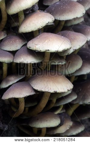 Hypholoma lateritium or brick cap is considered inedible in Europe and edible in USA and Japan