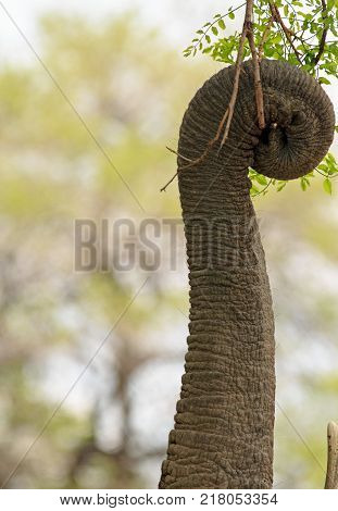 Close up of an elephant trunk which os wrapped around lush green mango leaves in Mfuwe Lodge South Luangwa National Park Zambia