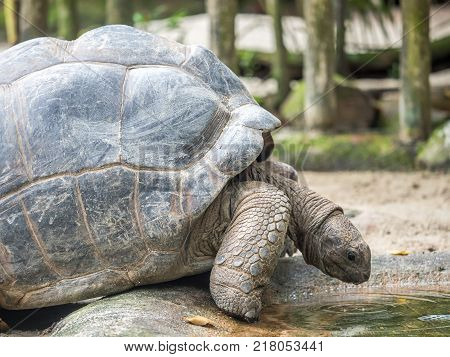 Giant tortoise drinking water in a puddle